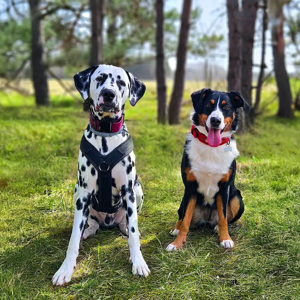we-are-dogs-Abonnements (1)